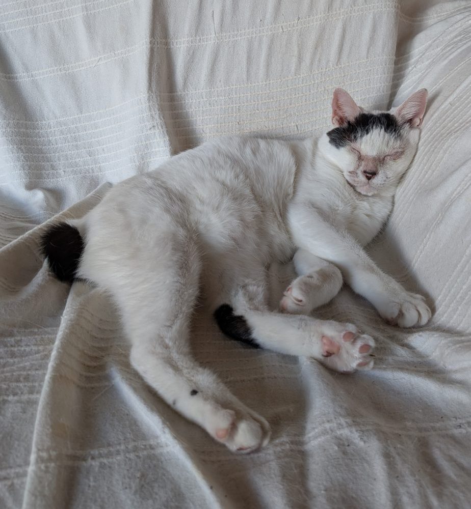 久宝寺こどもまつり